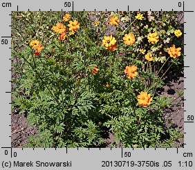 Cosmos sulphureus (kosmos siarkowy)