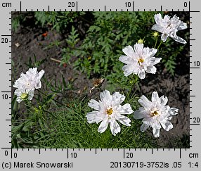 Cosmos bipinnatus Double Click mix