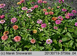 Zinnia elegans (cynia wytworna)