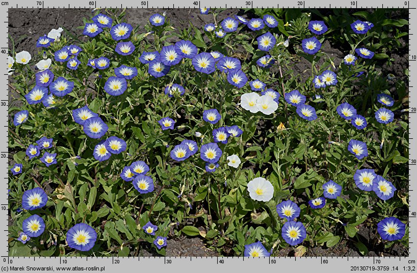 Convolvulus tricolor (powój trójbarwny)