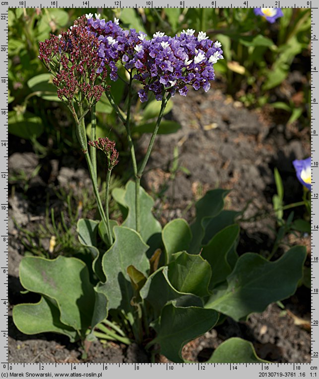 Limonium perezii (zatrwian Pereza)