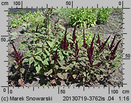 Amaranthus cruentus (szarłat wyniosły)