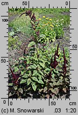 Amaranthus cruentus (szarłat wyniosły)