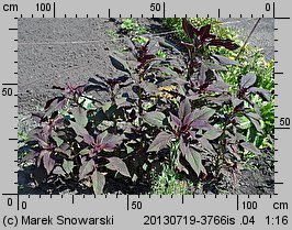 Amaranthus cruentus (szarłat wyniosły)