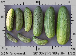 Cucumis sativus (ogórek siewny)