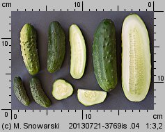 Cucumis sativus (ogórek siewny)