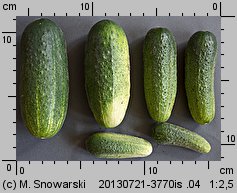 Cucumis sativus (ogórek siewny)