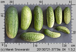 Cucumis sativus (ogórek siewny)