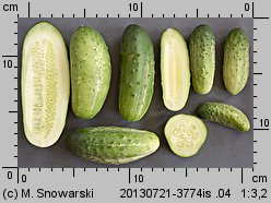 Cucumis sativus (ogórek siewny)