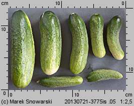 Cucumis sativus (ogórek siewny)