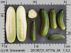 Cucumis sativus (ogórek siewny)