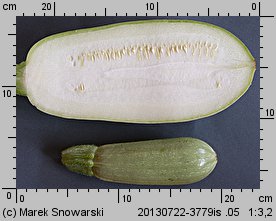 Cucurbita pepo var. giromontiina (cukinia i kabaczek)