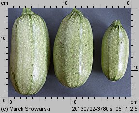 Cucurbita pepo (dynia zwyczajna)