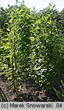 Helianthus tuberosus (słonecznik bulwiasty)