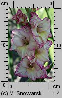 Gladiolus ×hybridus (mieczyk ogrodowy)