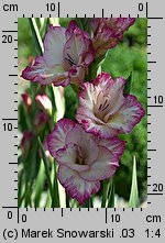 Gladiolus ×hybridus (mieczyk ogrodowy)