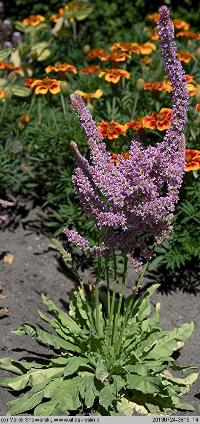 Limonium suworowii (zatrwian Suworowa)