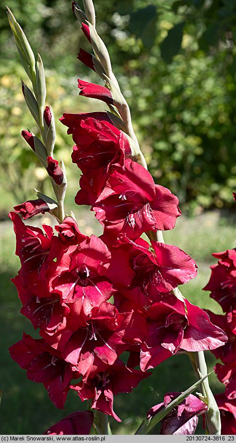 Gladiolus ×hybridus Atom