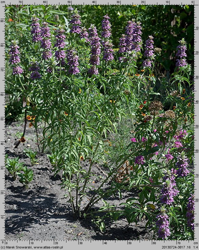 Monarda citriodora (pysznogłówka cytrynowa)