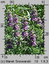 Monarda citriodora (pysznogłówka cytrynowa)