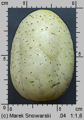 Cucumis sativus (ogórek siewny)