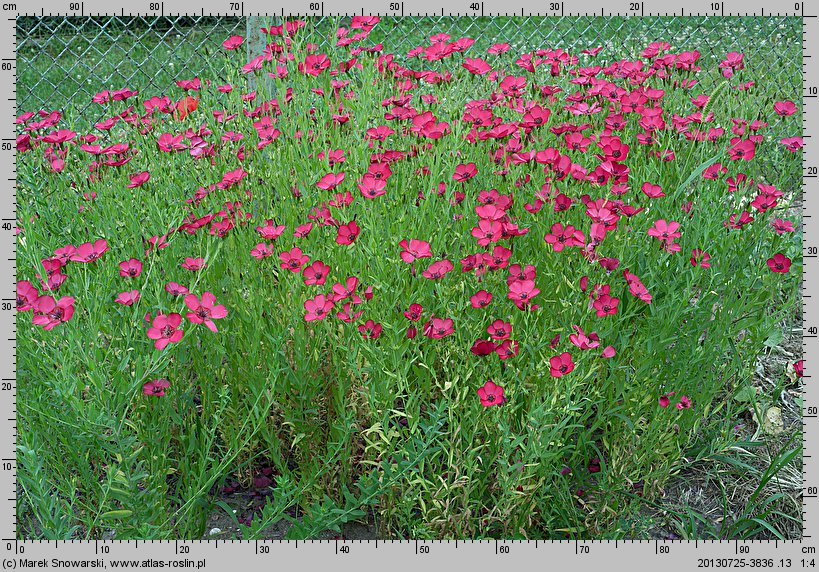 Linum grandiflorum (len wielkokwiatowy)