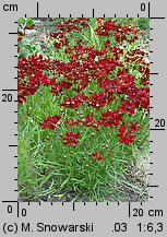 Coreopsis tinctoria (nachyłek barwierski)