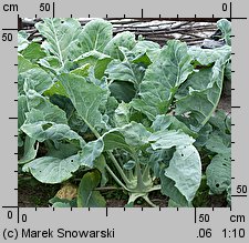 Brassica oleracea var. gongylodes (kapusta warzywna kalarepa)