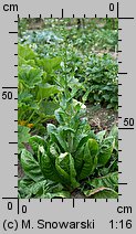 Cichorium intybus ssp. foliosum (cykoria sałatowa)