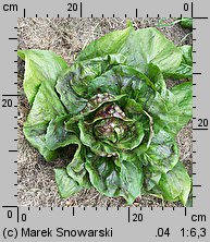 Cichorium intybus ssp. foliosum (cykoria sałatowa)