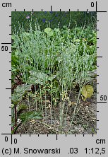 Lepidium sativum (pieprzyca siewna)