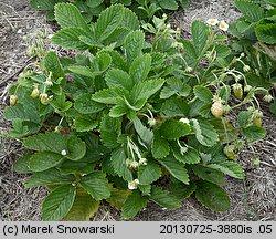 Fragaria vesca (poziomka pospolita)