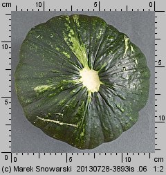 Cucurbita pepo (dynia zwyczajna)