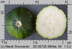 Cucurbita pepo (dynia zwyczajna)