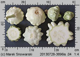 Cucurbita pepo (dynia zwyczajna)