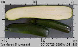 Cucurbita pepo (dynia zwyczajna)