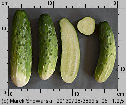 Cucumis sativus (ogórek siewny)