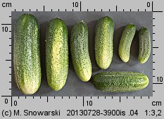 Cucumis sativus (ogórek siewny)