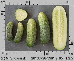 Cucumis sativus (ogórek siewny)