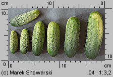 Cucumis sativus (ogórek siewny)