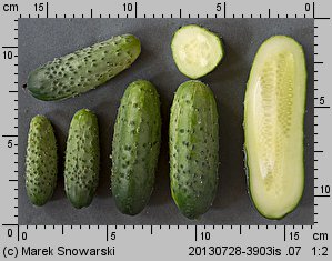 Cucumis sativus (ogórek siewny)