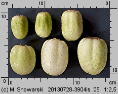 Cucumis sativus (ogórek siewny)