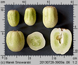 Cucumis sativus (ogórek siewny)