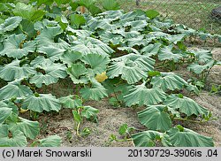 Cucurbita maxima Rouge d'Etempes