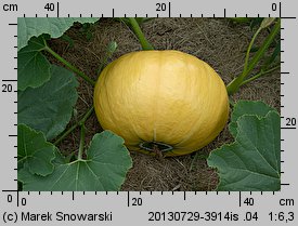 Cucurbita maxima Melonowa Żółta