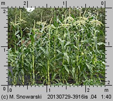 Zea mays ssp. saccharata (kukurydza zwyczajna cukrowa)