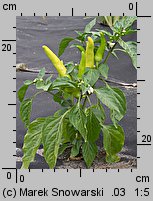 Capsicum annuum (papryka roczna)