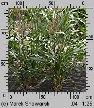 Zea mays ssp. saccharata (kukurydza zwyczajna cukrowa)