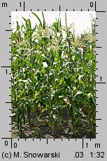 Zea mays ssp. saccharata (kukurydza zwyczajna cukrowa)