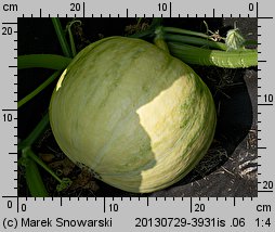 Cucurbita maxima Melonowa Żółta